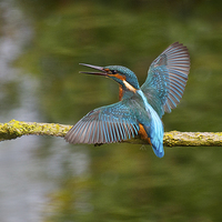 Buy canvas prints of  Kingfisher by Alan Tunnicliffe