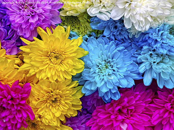 Vibrant Blue Chrysanthemums Picture Board by Alan Tunnicliffe