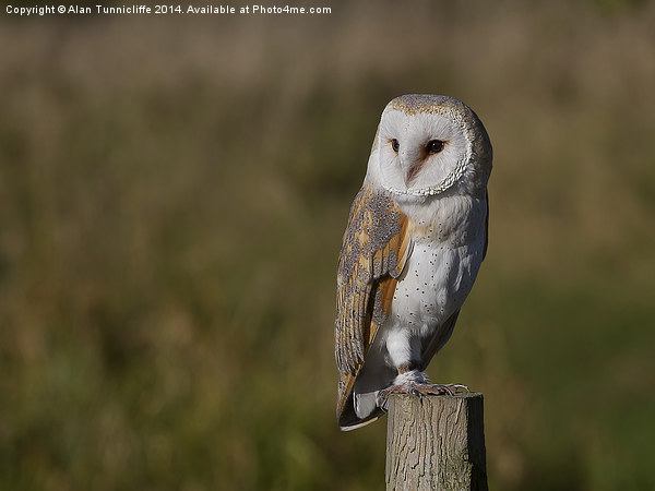 Majestic Barn Owl Portrait Picture Board by Alan Tunnicliffe