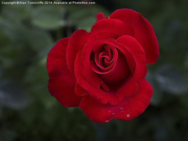 Enchanting Red Rose Picture Board by Alan Tunnicliffe