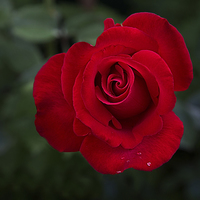 Buy canvas prints of  Red Rose by Alan Tunnicliffe