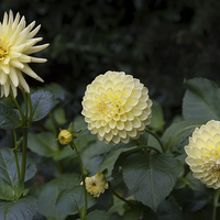 Buy canvas prints of  Dahlias in a row by Alan Tunnicliffe