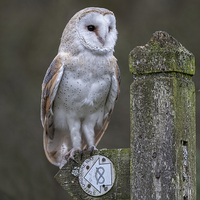 Buy canvas prints of  Barn Owl by Alan Tunnicliffe