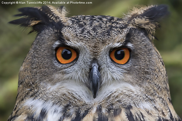 Magnificent Eagle Owl closeup Picture Board by Alan Tunnicliffe
