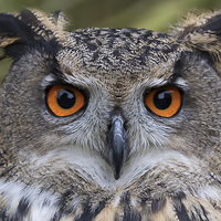Buy canvas prints of  Eagle Owl by Alan Tunnicliffe