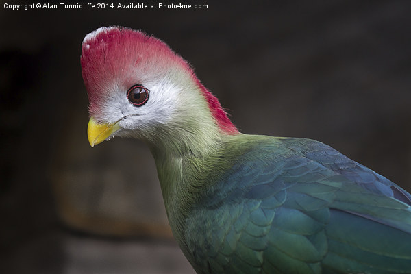 The Majestic RedCrested Turaco Picture Board by Alan Tunnicliffe