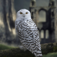 Buy canvas prints of  Snowy Owl by Alan Tunnicliffe