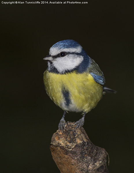 Delicate Majesty The Blue Tit Picture Board by Alan Tunnicliffe