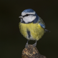 Buy canvas prints of  Blue Tit by Alan Tunnicliffe
