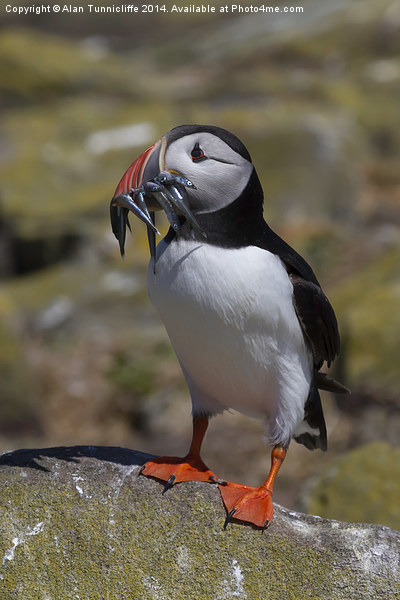  Puffin with Sandeels Picture Board by Alan Tunnicliffe