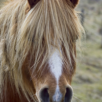 Buy canvas prints of  Wild Pony by Alan Tunnicliffe