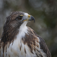 Buy canvas prints of  Red tailed hawk by Alan Tunnicliffe