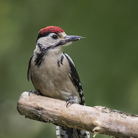 Buy canvas prints of  Woodpecker by Alan Tunnicliffe