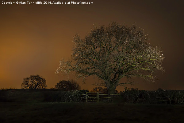  Night shot of tree Picture Board by Alan Tunnicliffe