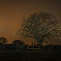 Buy canvas prints of  Night shot of tree by Alan Tunnicliffe