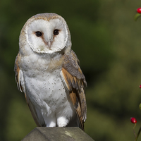Buy canvas prints of  Barn Owl by Alan Tunnicliffe