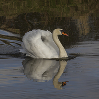 Buy canvas prints of  Mute swan by Alan Tunnicliffe