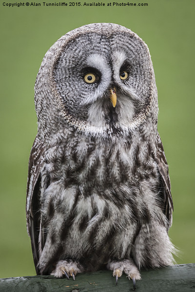  Great Grey Owl Picture Board by Alan Tunnicliffe