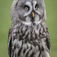 Buy canvas prints of  Great Grey Owl by Alan Tunnicliffe