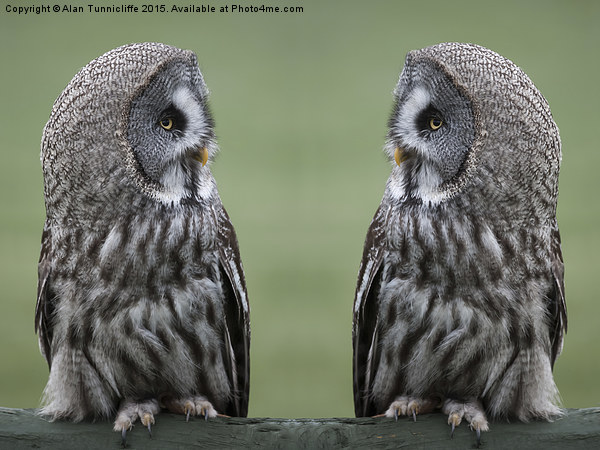  Great Grey or Gray Owls Picture Board by Alan Tunnicliffe
