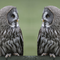 Buy canvas prints of  Great Grey or Gray Owls by Alan Tunnicliffe