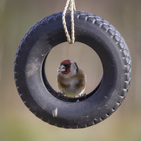 Buy canvas prints of  Goldfinch in Tyre by Alan Tunnicliffe