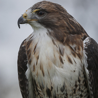 Buy canvas prints of  Red-tailed hawk by Alan Tunnicliffe