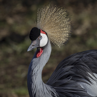 Buy canvas prints of  Grey crowned crane by Alan Tunnicliffe