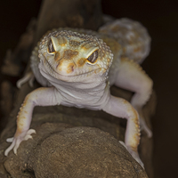 Buy canvas prints of  Gecko  by Alan Tunnicliffe