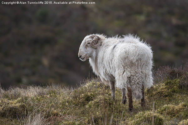  Welsh Ram on mountain Picture Board by Alan Tunnicliffe
