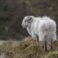 Buy canvas prints of  Welsh Ram on mountain by Alan Tunnicliffe
