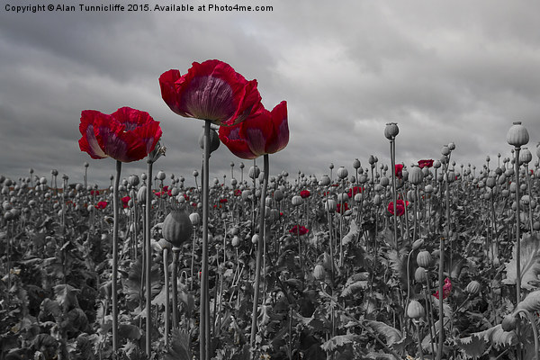  Opium Poppy Field Picture Board by Alan Tunnicliffe