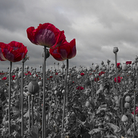 Buy canvas prints of  Opium Poppy Field by Alan Tunnicliffe