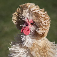 Buy canvas prints of  Polish Chicken by Alan Tunnicliffe