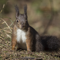 Buy canvas prints of  Red Squirrel by Alan Tunnicliffe