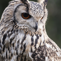 Buy canvas prints of  Eagle Owl by Alan Tunnicliffe