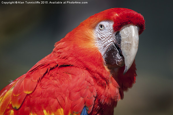  Scarlet Macaw Picture Board by Alan Tunnicliffe