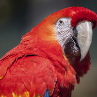 Buy canvas prints of  Scarlet Macaw by Alan Tunnicliffe