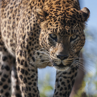 Buy canvas prints of  Jaguar by Alan Tunnicliffe