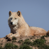 Buy canvas prints of  Arctic wolf by Alan Tunnicliffe