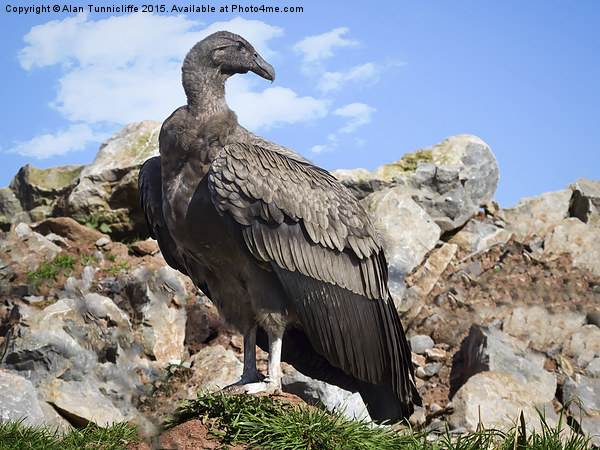  juvenile andean condor Picture Board by Alan Tunnicliffe