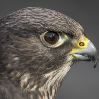 Buy canvas prints of  Hybrid falcon by Alan Tunnicliffe