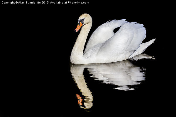  Mute swan with reflection Picture Board by Alan Tunnicliffe