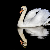 Buy canvas prints of  Mute swan with reflection by Alan Tunnicliffe