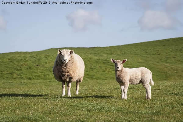  Mother sheep and her lamb Picture Board by Alan Tunnicliffe