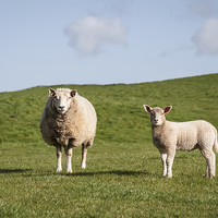 Buy canvas prints of  Mother sheep and her lamb by Alan Tunnicliffe