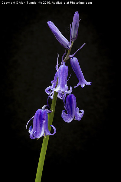  Bluebells Picture Board by Alan Tunnicliffe