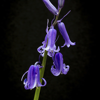 Buy canvas prints of  Bluebells by Alan Tunnicliffe