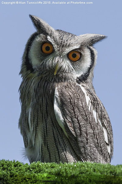  White Faced Scops Owl Picture Board by Alan Tunnicliffe