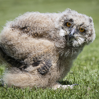 Buy canvas prints of  1 month old eagle owl chick by Alan Tunnicliffe